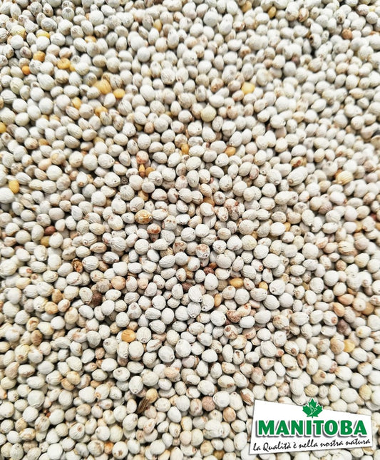 Perilla blanc Manitoba 1kg