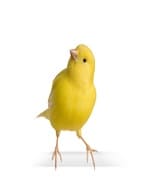 CRIA 40G